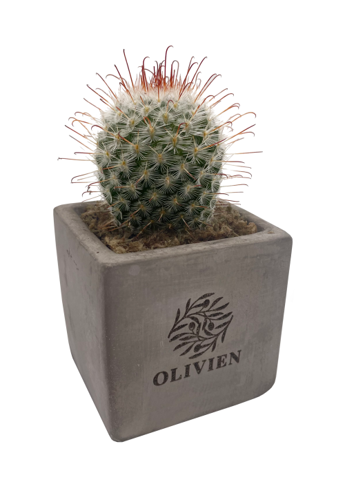 Concrete Succulent (copy)