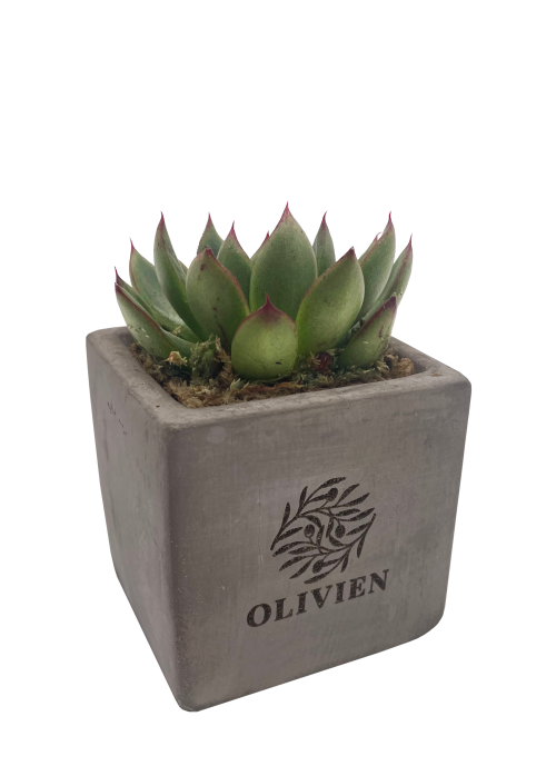 Mini Succulent