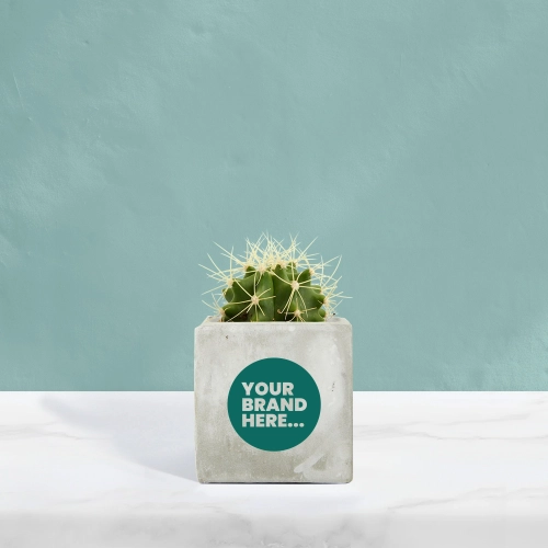 6CM PLANT RANGE