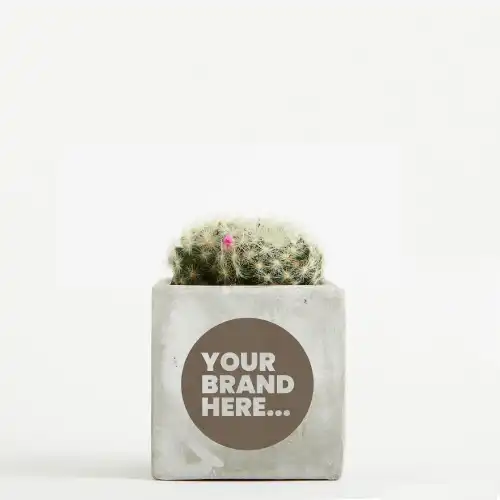 Cactus in Marble Concrete Pot Engraved