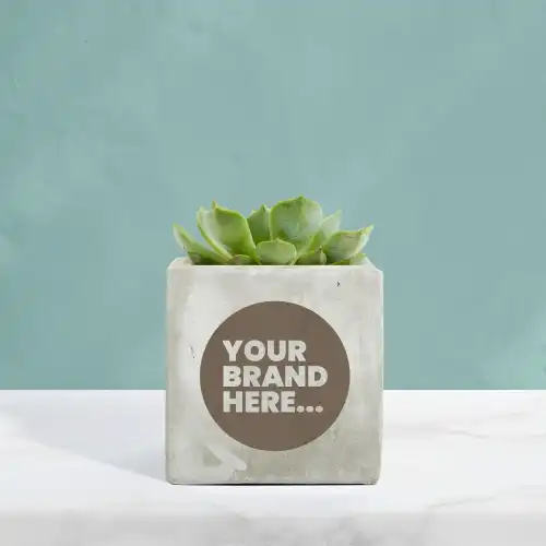 Succulent in Marble Concrete Pot Engraved