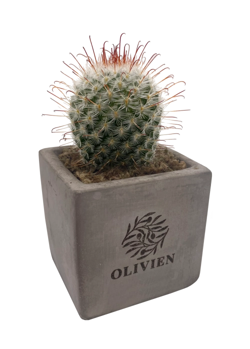Concrete Cacti