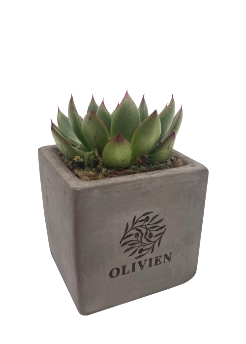 Concrete Succulent