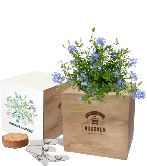 Express Desktop Cube Gardens 