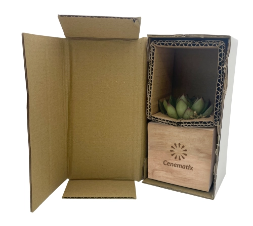 Wooden Succulent 