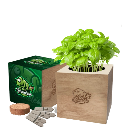 Desktop Cube Seed Gardens