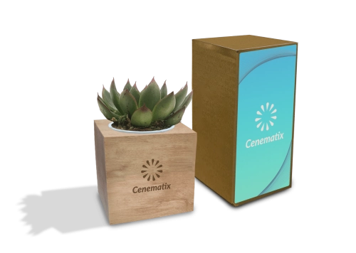 Wooden Succulent 